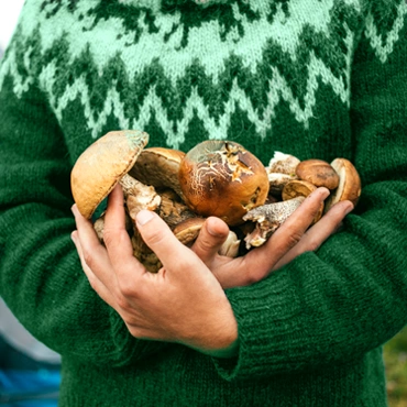 Осіння тиша й повні долоні грибів Людина у зеленому светрі тримає повні руки свіжозібраних грибів у лісі